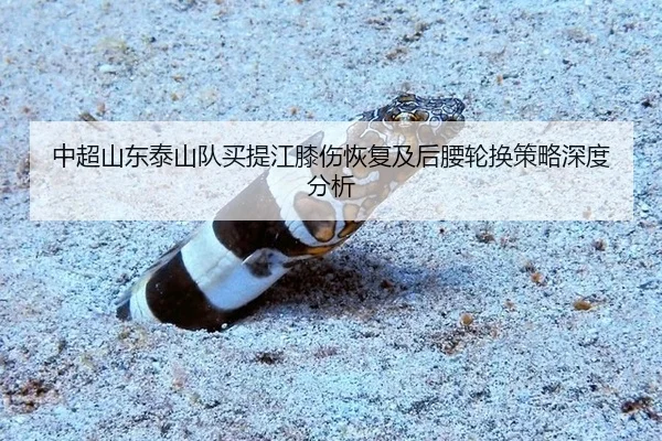 中超山东泰山队买提江膝伤恢复及后腰轮换策略深度分析